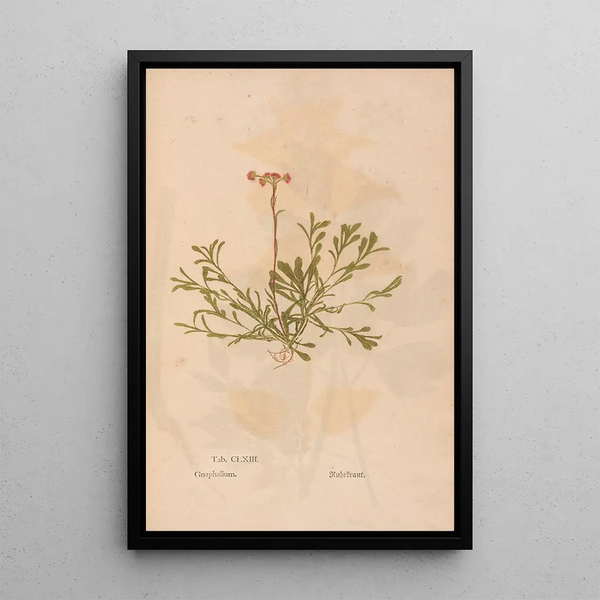 Christian Gottlieb Ludwig - Ectypa vegetabilium Pl163.webp