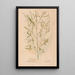 Ectypa vegetabilium Pl166 - Christian Gottlieb Ludwig — gerahmtes Bild an der Wand