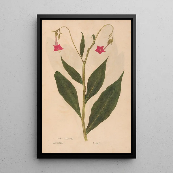 Christian Gottlieb Ludwig - Ectypa vegetabilium Pl167.webp