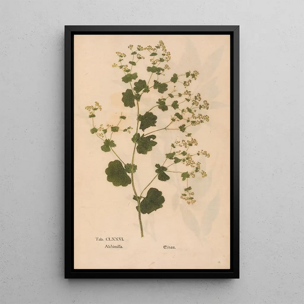 Christian Gottlieb Ludwig - Ectypa vegetabilium Pl176.webp