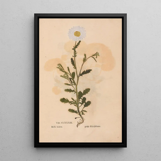 Christian Gottlieb Ludwig - Ectypa vegetabilium Pl183.webp