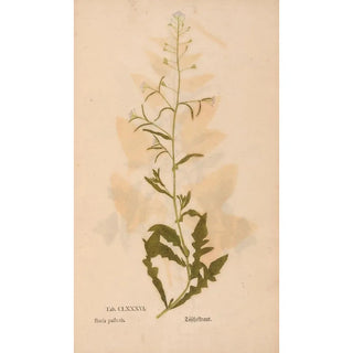 Christian Gottlieb Ludwig - Ectypa vegetabilium Pl186.webp