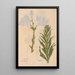 Ectypa vegetabilium Pl190 - Christian Gottlieb Ludwig — gerahmtes Bild an der Wand