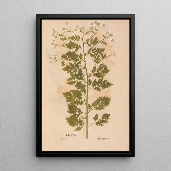Ectypa vegetabilium Pl192 - Christian Gottlieb Ludwig — quadro incorniciato alla parete