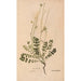 Ectypa vegetabilium Pl197 - Christian Gottlieb Ludwig — vista dell’opera
