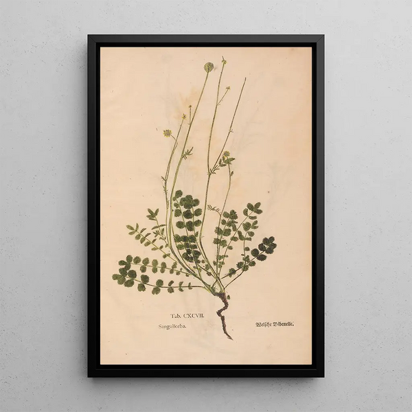 Ectypa vegetabilium Pl197 - Christian Gottlieb Ludwig — quadro incorniciato alla parete