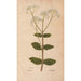 Ectypa vegetabilium Pl200 - Christian Gottlieb Ludwig — Ansicht des Kunstwerks
