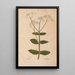 Ectypa vegetabilium Pl200 - Christian Gottlieb Ludwig — gerahmtes Bild an der Wand
