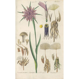Christian Schkuhr - Botanisches Handbuch Pl02.webp