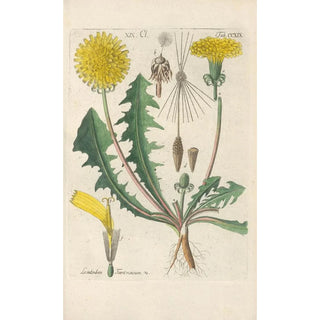 Christian Schkuhr - Botanisches Handbuch Pl07.webp