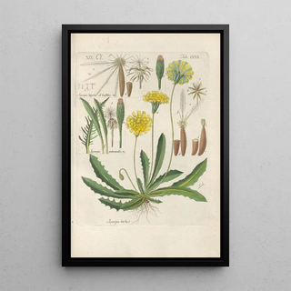 Christian Schkuhr - Botanisches Handbuch Pl08.webp