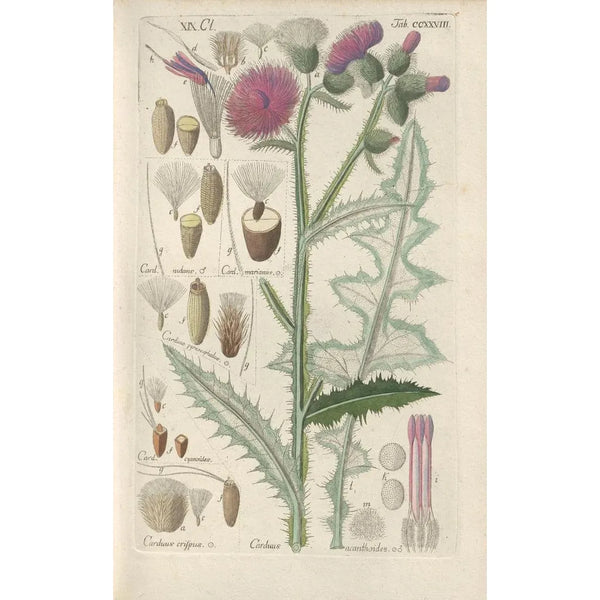 Christian Schkuhr - Botanisches Handbuch Pl16.webp