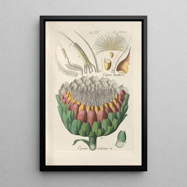 Christian Schkuhr - Botanisches Handbuch Pl19.webp