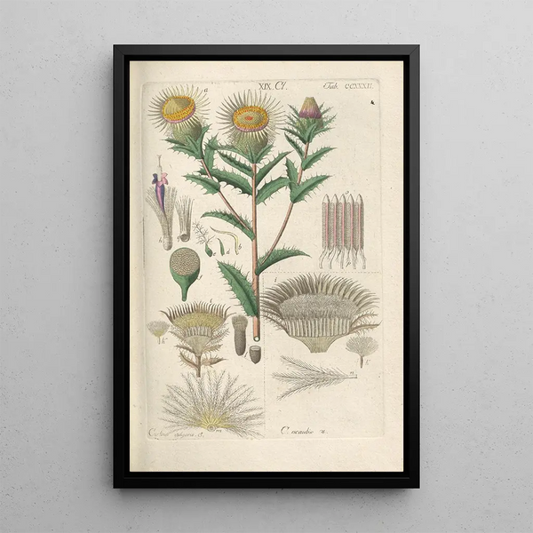 Christian Schkuhr - Botanisches Handbuch Pl20.webp