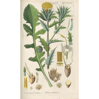 Christian Schkuhr - Botanisches Handbuch Pl21.webp