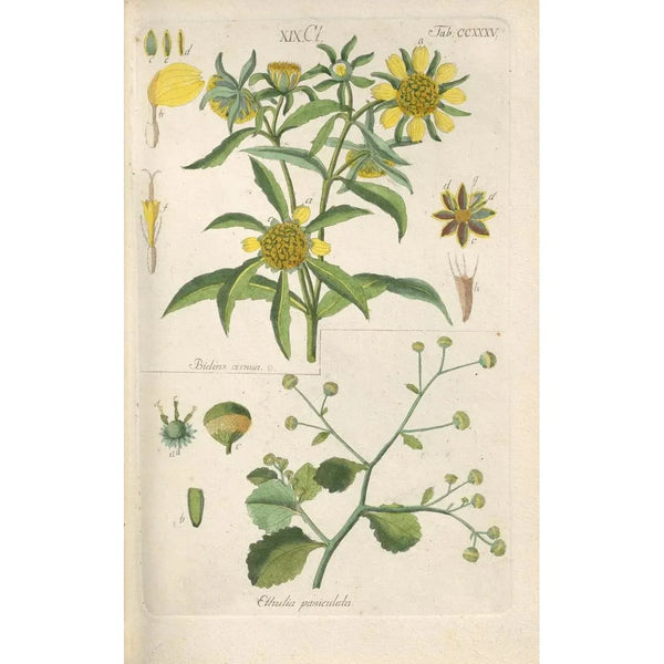 Christian Schkuhr - Botanisches Handbuch Pl23.webp
