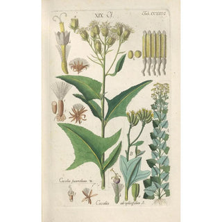 Christian Schkuhr - Botanisches Handbuch Pl24.webp