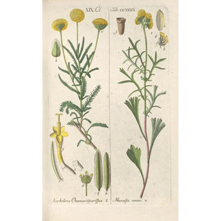 Christian Schkuhr - Botanisches Handbuch Pl27.webp