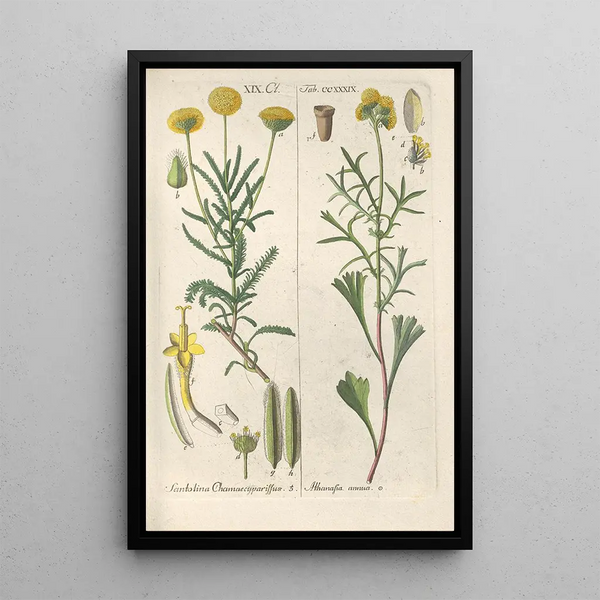 Christian Schkuhr - Botanisches Handbuch Pl27.webp