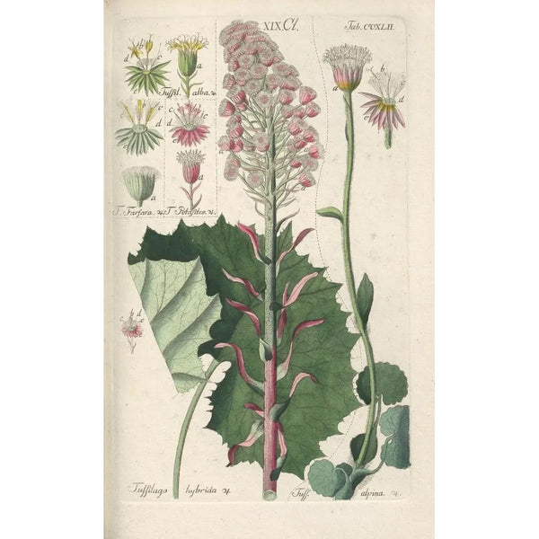 Christian Schkuhr - Botanisches Handbuch Pl30.webp
