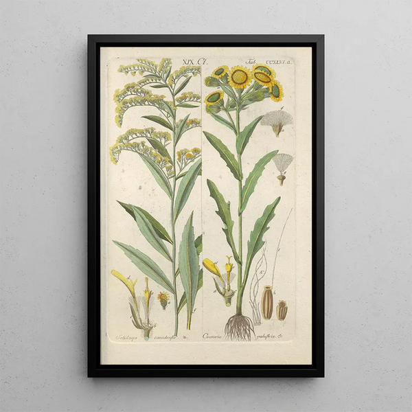 Christian Schkuhr - Botanisches Handbuch Pl34.webp