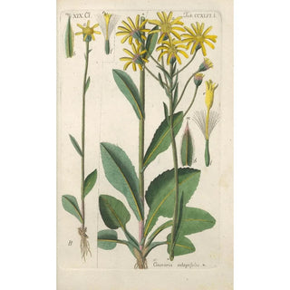 Christian Schkuhr - Botanisches Handbuch Pl35.webp