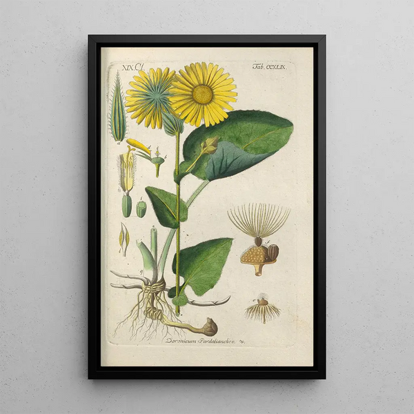 Christian Schkuhr - Botanisches Handbuch Pl38.webp