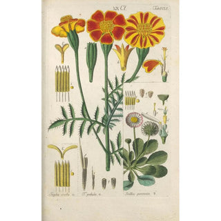 Christian Schkuhr - Botanisches Handbuch Pl41.webp