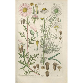 Christian Schkuhr - Botanisches Handbuch Pl43.webp