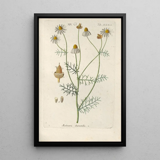 Christian Schkuhr - Botanisches Handbuch Pl44.webp
