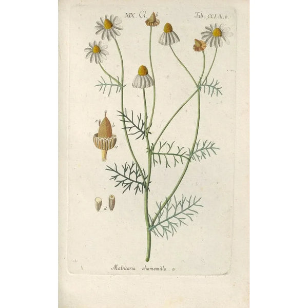 Christian Schkuhr - Botanisches Handbuch Pl44.webp