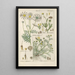 Manuel botanique Pl45 - Christian Schkuhr — gerahmtes Bild an der Wand