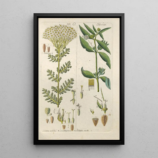 Christian Schkuhr - Botanisches Handbuch Pl47.webp