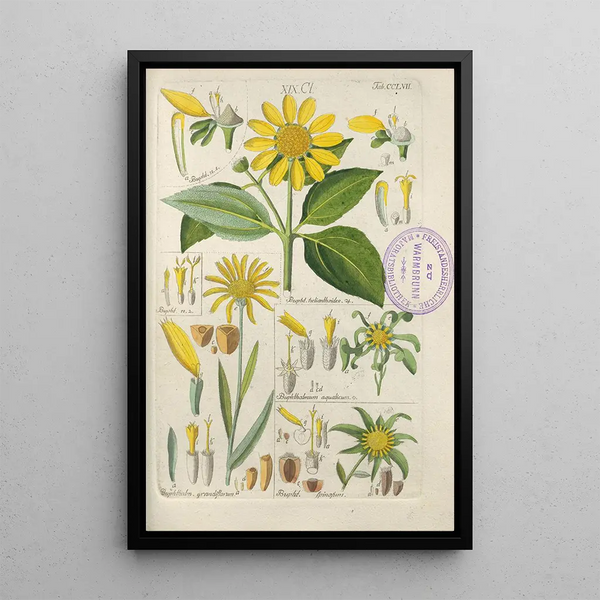 Christian Schkuhr - Botanisches Handbuch Pl49.webp