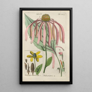 Christian Schkuhr - Botanisches Handbuch Pl51.webp