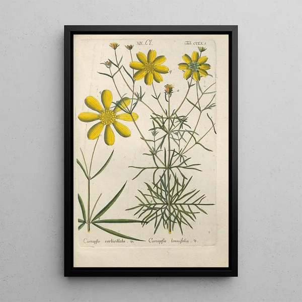 Christian Schkuhr - Botanisches Handbuch Pl53.webp