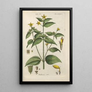 Christian Schkuhr - Botanisches Handbuch Pl55.webp