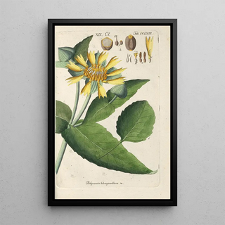 Christian Schkuhr - Botanisches Handbuch Pl57.webp