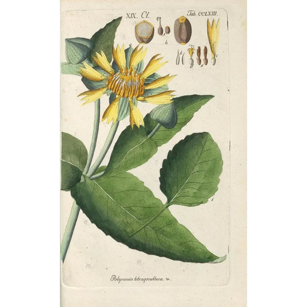 Christian Schkuhr - Botanisches Handbuch Pl57.webp