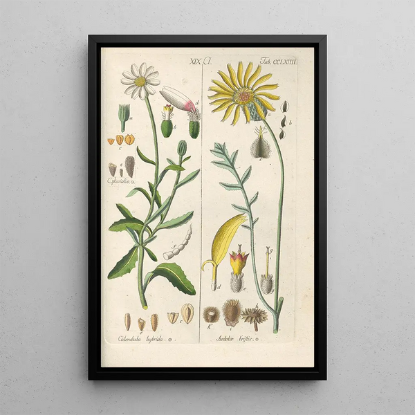 Christian Schkuhr - Botanisches Handbuch Pl58.webp