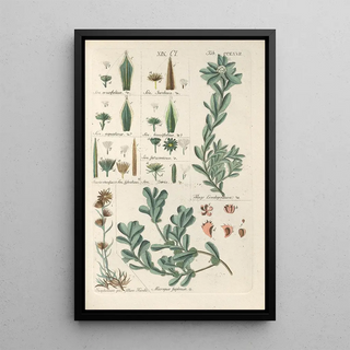 Christian Schkuhr - Botanisches Handbuch Pl61.webp
