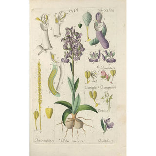 Christian Schkuhr - Botanisches Handbuch Pl66.webp