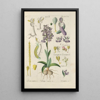 Christian Schkuhr - Botanisches Handbuch Pl66.webp