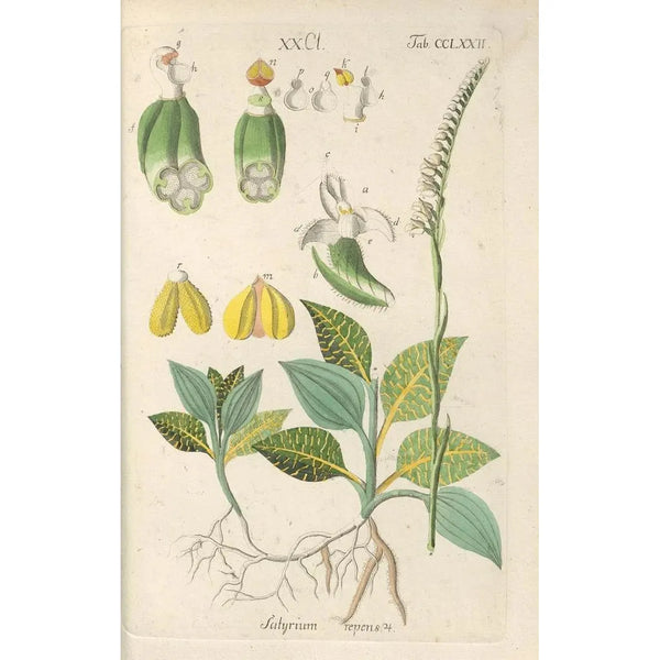 Christian Schkuhr - Botanisches Handbuch Pl67.webp