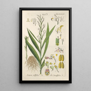 Christian Schkuhr - Botanisches Handbuch Pl69.webp