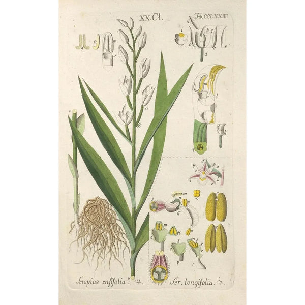Christian Schkuhr - Botanisches Handbuch Pl69.webp