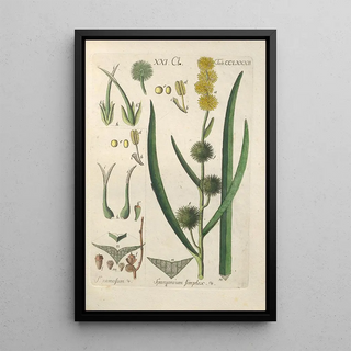 Christian Schkuhr - Botanisches Handbuch Pl77.webp