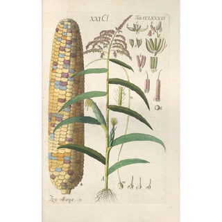 Christian Schkuhr - Botanisches Handbuch Pl78.webp