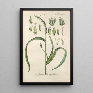 Christian Schkuhr - Botanisches Handbuch Pl79.webp