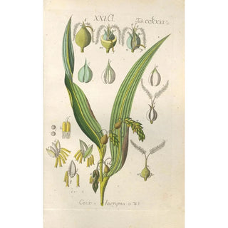 Christian Schkuhr - Botanisches Handbuch Pl80.webp